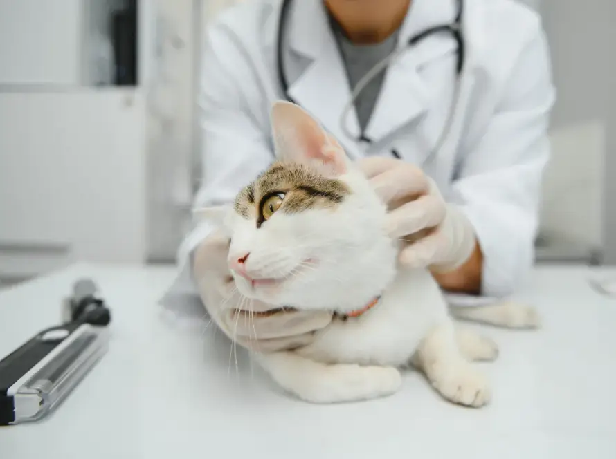 gato en el veterinario
