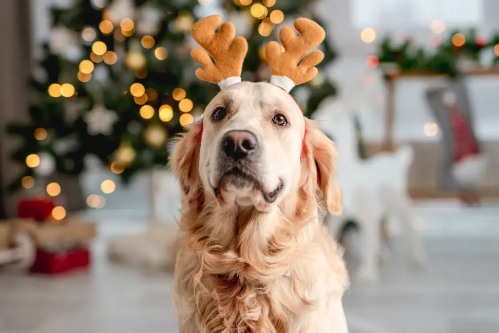 Perro en navidad (1)