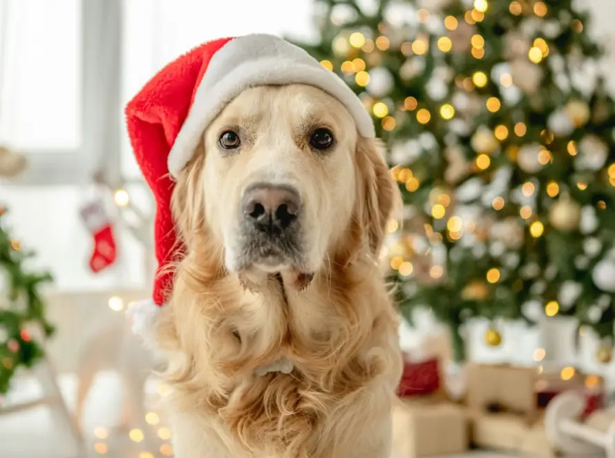 Perro en navidad