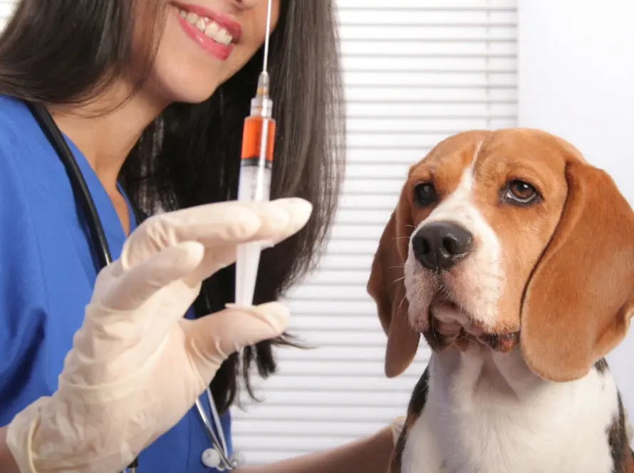 Vacunas para perros